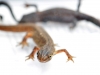 Salamanders op het Veldje
